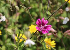 Projekt "Bunte Biomasse" - Wildblumen auf dem Feld von Landwirt Richard Schulte © Foto Kreis Paderborn